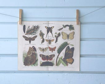 1890 Vintage Butterflies Chromolithograph Illustration
