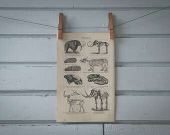 1907 Vintage Pleistocene Animals Illustration