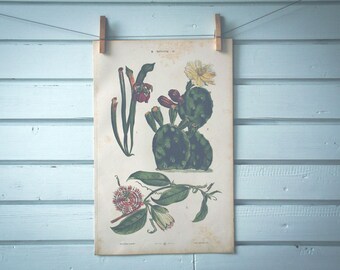 1885 Vintage  Americas Plants Chromolithograph Illustration