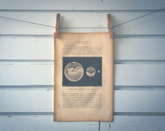 1884 Vintage Mars Opposition Sizes Illustration