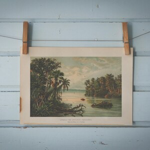 イギリス ボタニカル画 石版画(クロモリトグラフ) １８９７年 1897年ヴィンテージアマゾンクロモリトグラフイラスト - Etsy 日本