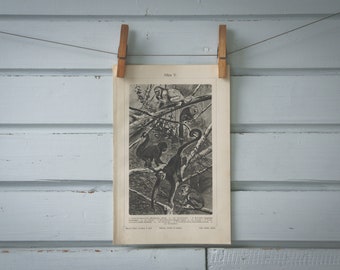 1907 Vintage New World Monkeys Lithograph Illustration