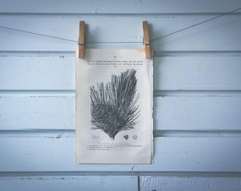 1871 Vintage Swiss Pine Lithograph Illustration