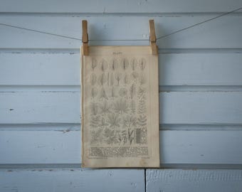 1887 Vintage Leaves Lithograph Illustration