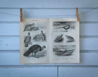 1907 Vintage Wild Game Lithograph Illustration