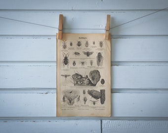 1890 Vintage Hemiptera Lithograph Illustration