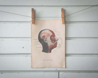 1946 Vintage Head Muscles Anatomy Illustration
