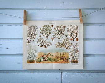 1907 Vintage Desert Plants Chromolithograph Illustration