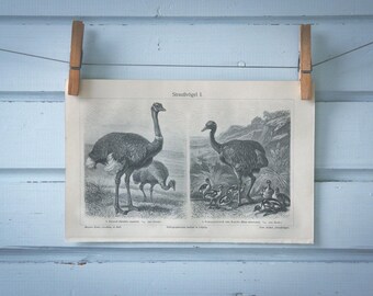 1907 Vintage Ratites Illustration