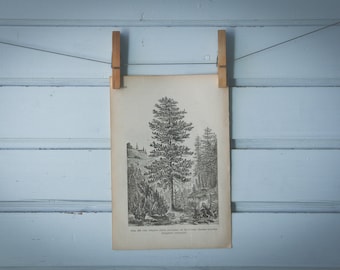 1903 Vintage Silver Fir Illustration
