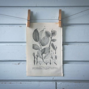 1871 Vintage Goat Willow Lithograph Illustration