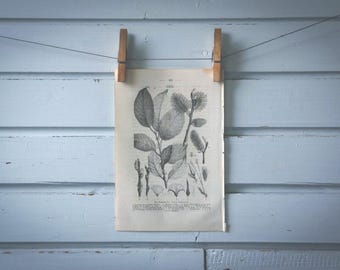 1871 Vintage Goat Willow Lithograph Illustration