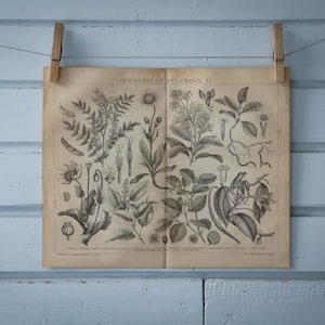 1887 Vintage Medicinal Plants Lithograph Illustration