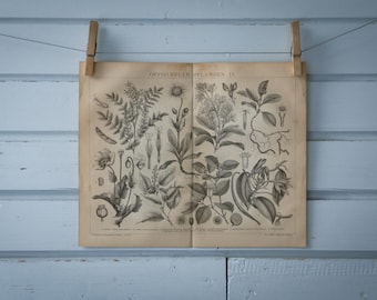 1887 Vintage Medicinal Plants Lithograph Illustration