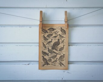 1921 Vintage Game Birds Illustration