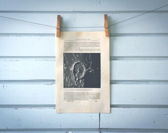1884 Vintage Gassendi Crater Illustration