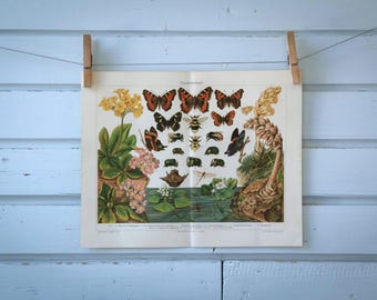 1907 Vintage Darwinism Chromolithograph Illustration