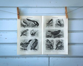 1907 Vintage Passerine Birds Lithograph Illustration
