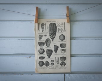 1907 Vintage Fossils Lithograph Illustration