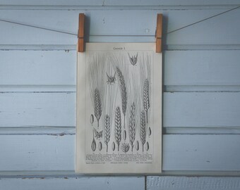 1907 Vintage Cereals Lithograph Illustration