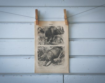 1890 Vintage Rhinoceros Lithograph Illustration