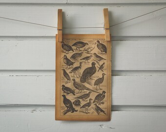 1921 Vintage Game Birds Illustration
