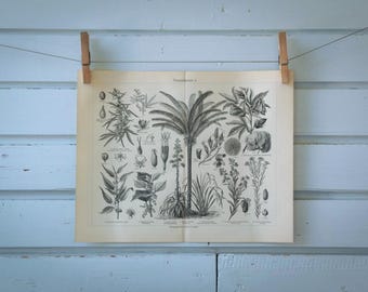 1907 Vintage Fiber Crops Lithograph Illustration