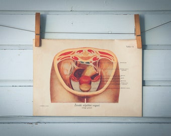 1926 Vintage Female Pelvic Organs Illustration