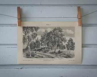 1907 Vintage Birch Lithograph Illustration