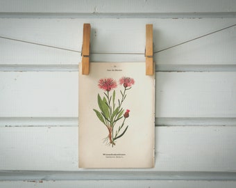 1894 Vintage Brown Knapweed Chromolithograph Illustration
