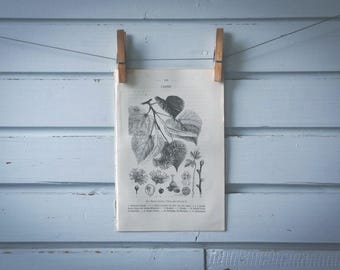 1871 Vintage Small-leaved Lime Lithograph Illustration