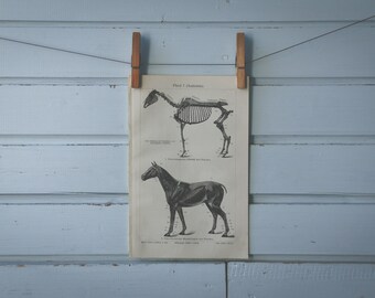 1907 Vintage Horse Lithograph Illustration