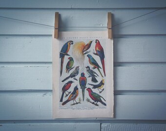 1935 Vintage Birds Illustration