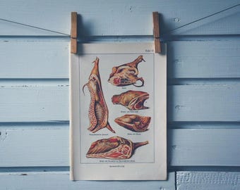 1936 Vintage Mutton Chromolithograph Illustration