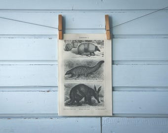 1907 Vintage Xenarthra Lithograph Illustration