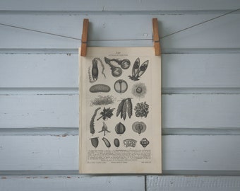 1907 Vintage Egg Cells Lithograph Illustration