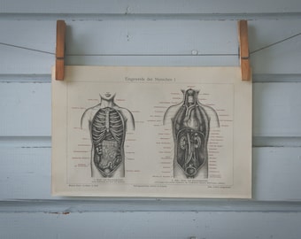 1907 Vintage Internal Organs Anatomy Chromolithograph Illustration
