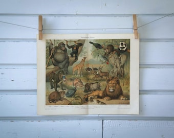 1907 Vintage Fauna of Africa Chromolithograph Illustration