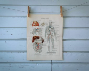 1907 Vintage Circulatory System Chromolithograph Illustration