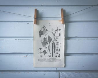 1871 Vintage Silver Birch Lithograph Illustration
