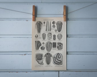 1907 Vintage Fossils Lithograph Illustration