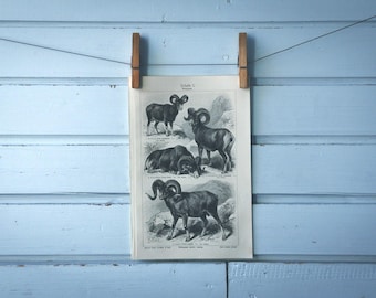 1907 Vintage Wild Goats Lithograph Illustration