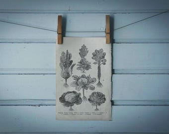 1903 Vintage Cruciferous Vegetables Illustration