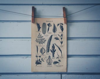 1907 Vintage Leaf Morphology Lithograph Illustration