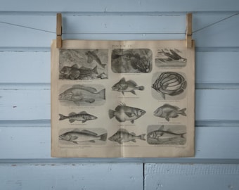 1887 Vintage Fish Lithograph Illustration