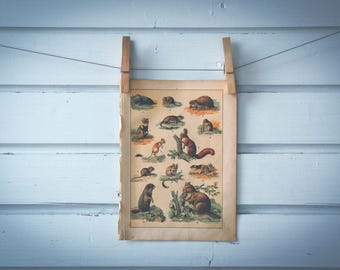 1897 Vintage Rodents Chromolithograph Illustration