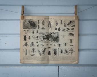 1887 Vintage Insects Lithograph Illustration