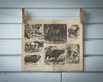 1887 Vintage Ruminants Lithograph Illustration