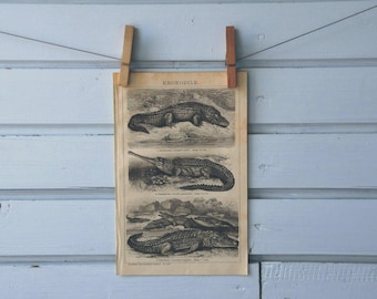 1894 Vintage Crocodiles Lithograph Illustration