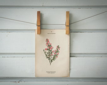 1894 Vintage Spiny Restharrow Chromolithograph Illustration
